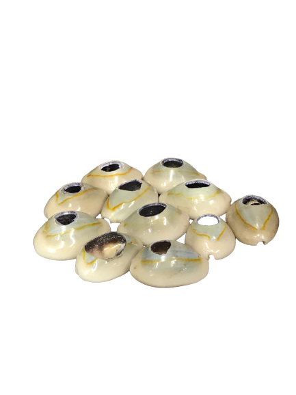 5X Female Cowrie Shells