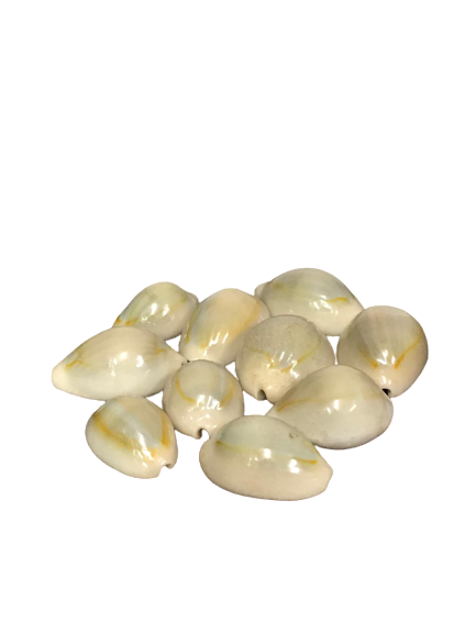 5X Male Cowrie Shells